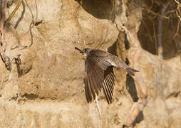 Sand Martin