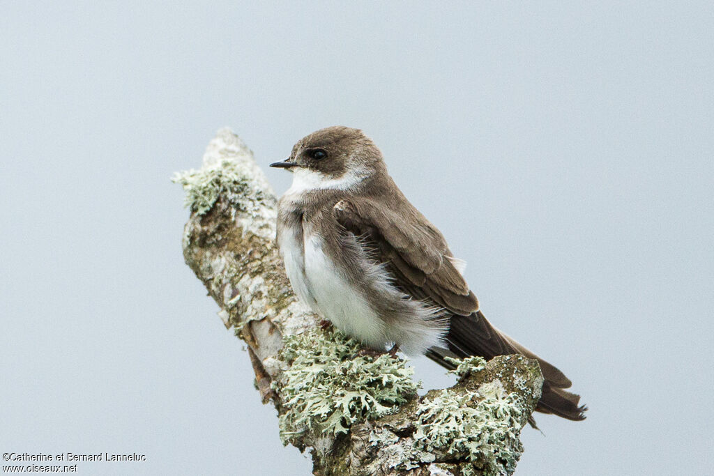 Hirondelle de rivageadulte, identification