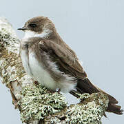 Sand Martin