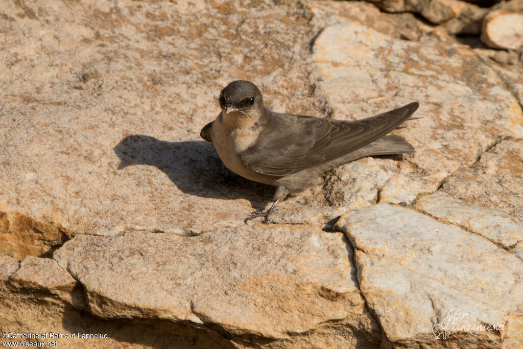 Hirondelle isabellineadulte