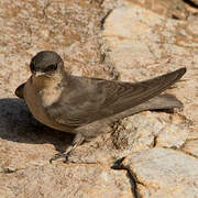 Large Rock Martin