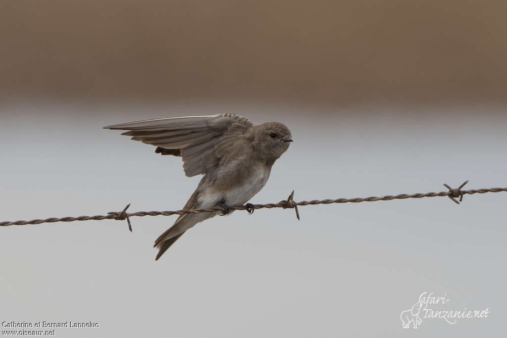 Brown-throated Martinadult, identification