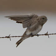 Brown-throated Martin