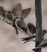 Brown-throated Martin