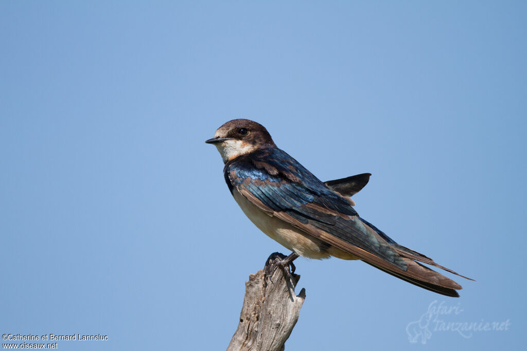 Barn Swallow