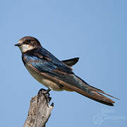 Barn Swallow