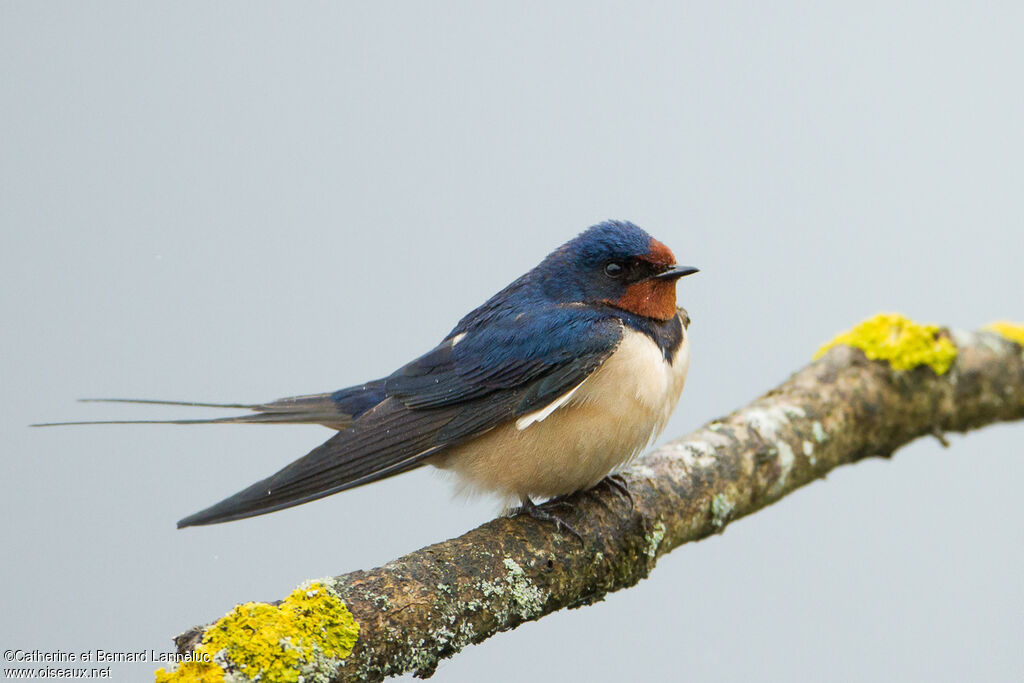 Hirondelle rustiqueadulte, identification