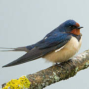 Barn Swallow