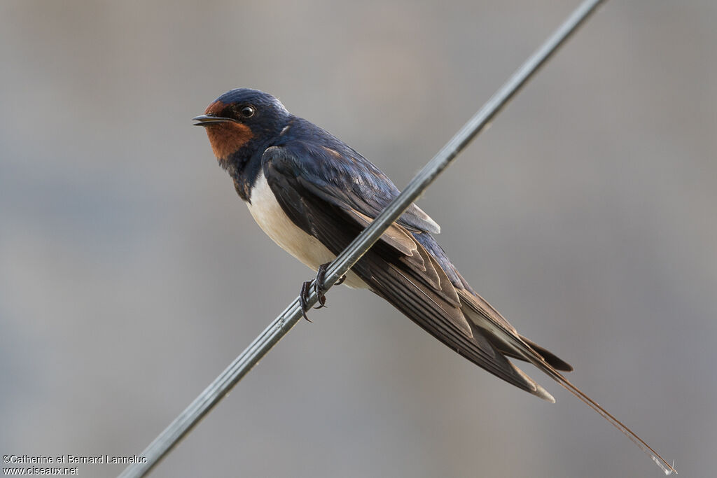 Hirondelle rustiqueadulte, identification