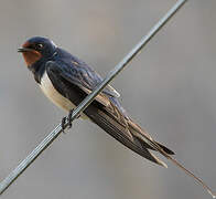 Barn Swallow