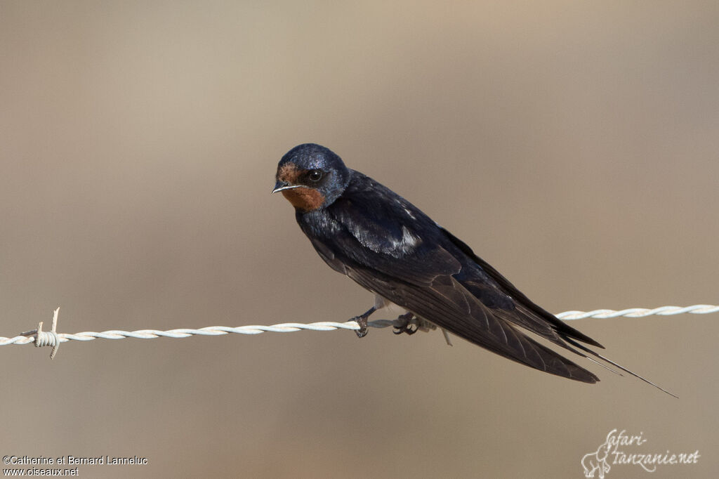 Barn Swallowadult