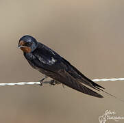 Barn Swallow