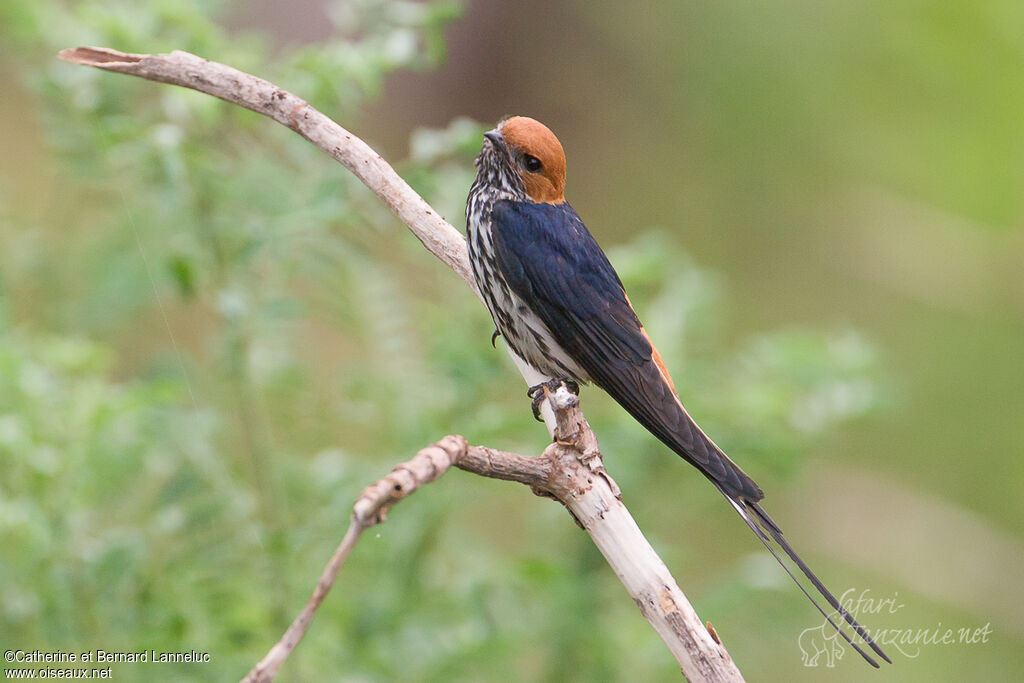 Lesser Striped Swallowadult, identification