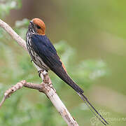 Lesser Striped Swallow