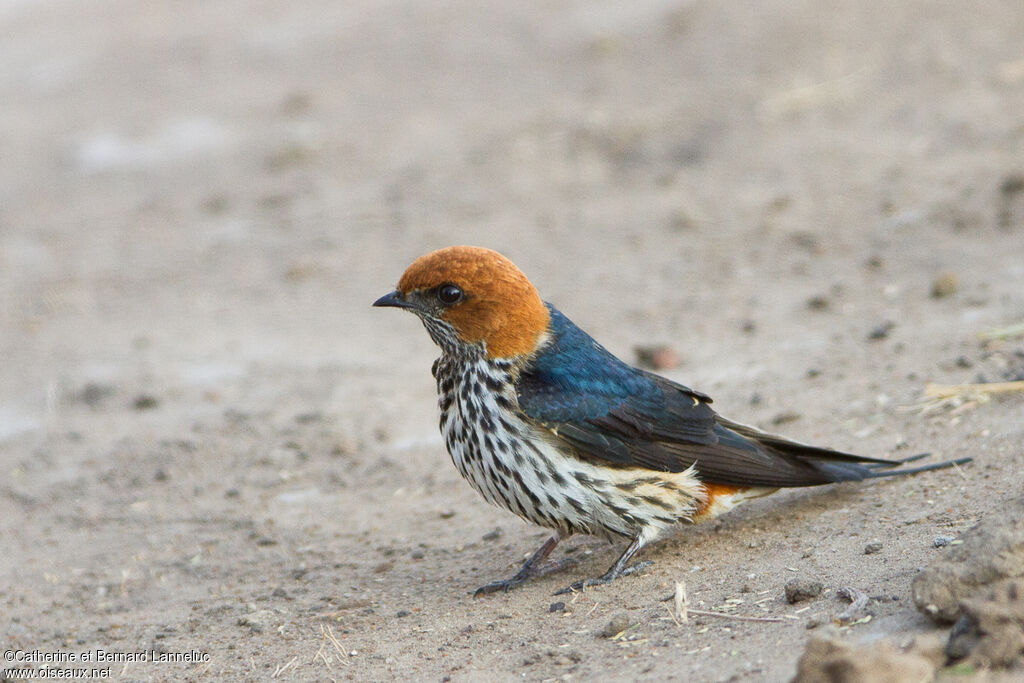 Lesser Striped Swallowadult, identification