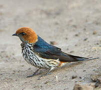 Lesser Striped Swallow