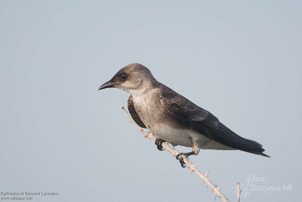 Hirondelle tapèreadulte, identification