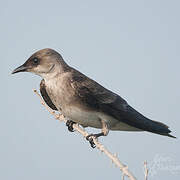 Brown-chested Martin