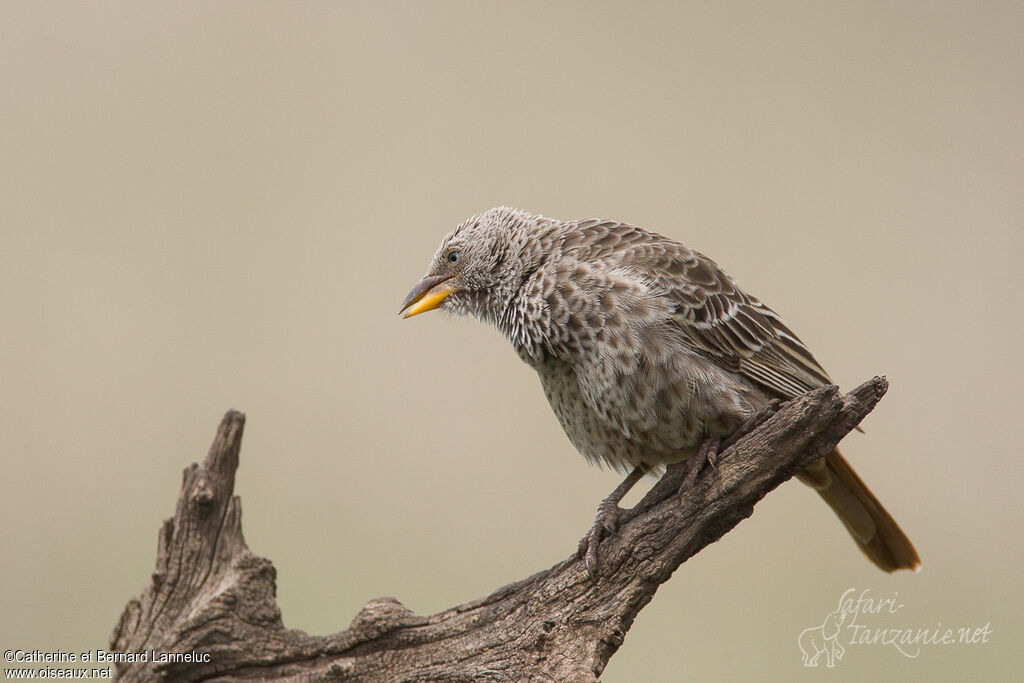 Rufous-tailed Weaveradult, identification