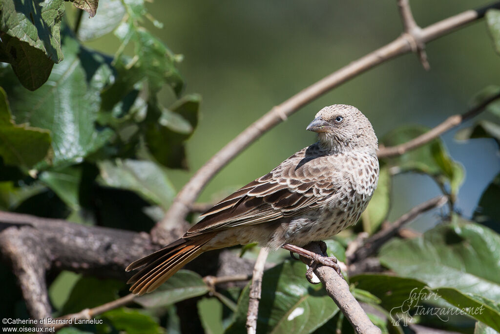 Rufous-tailed Weaveradult, identification