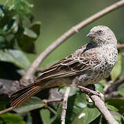 Rufous-tailed Weaver