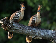 Hoatzin