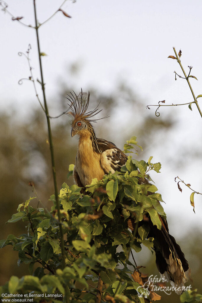 Hoatzinadult, habitat