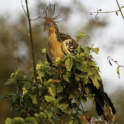 Hoatzin