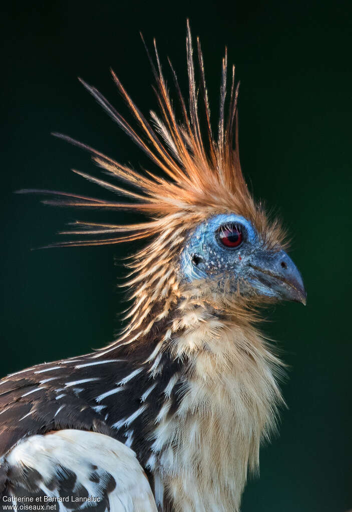 Hoatzinadult, close-up portrait