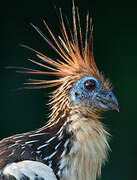 Hoatzin