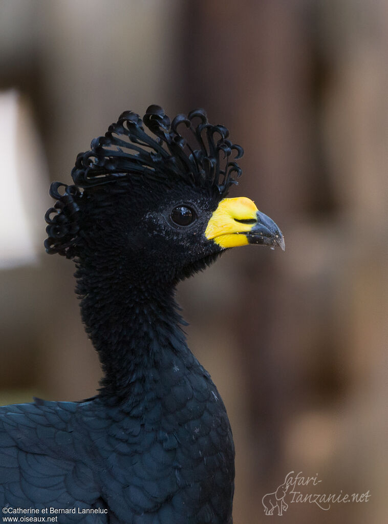 Yellow-knobbed Curassow male adult, close-up portrait, aspect