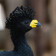 Yellow-knobbed Curassow