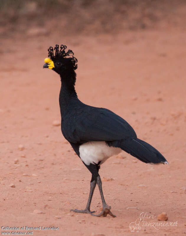 Yellow-knobbed Curassow male adult, identification
