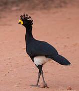 Yellow-knobbed Curassow