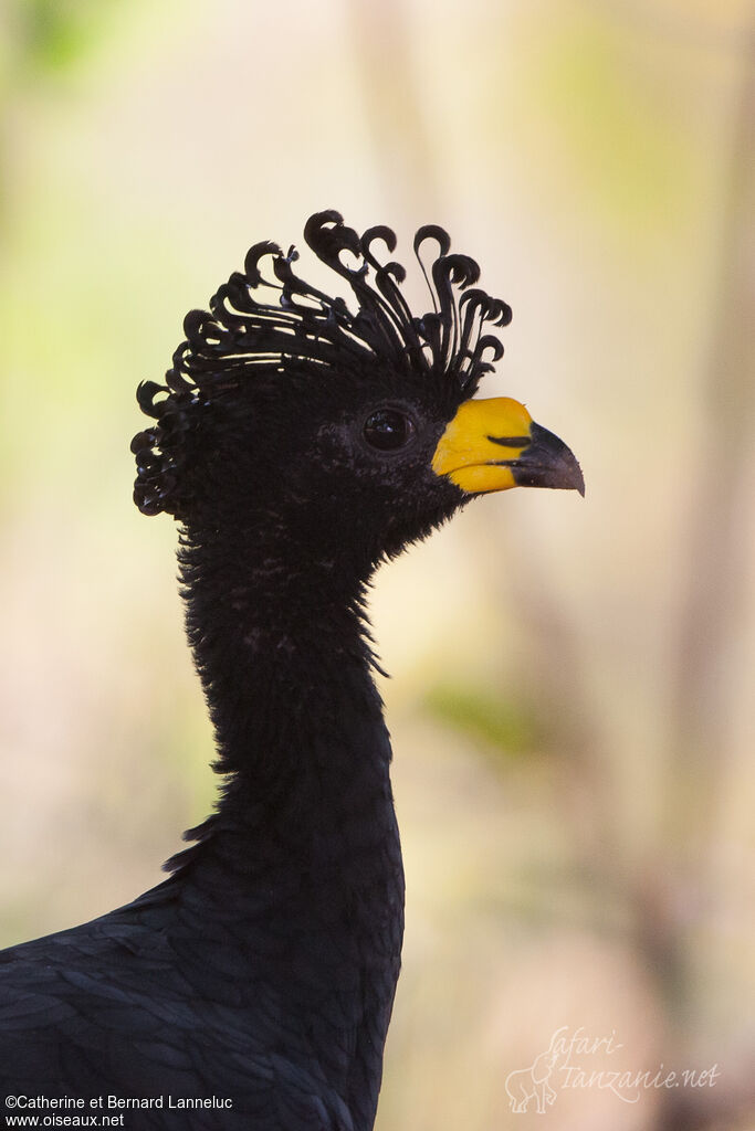 Yellow-knobbed Curassow male adult, close-up portrait, aspect