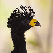 Yellow-knobbed Curassow