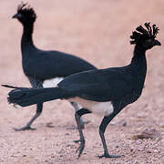 Yellow-knobbed Curassow