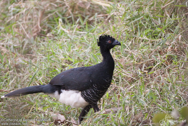 Yellow-knobbed Curassow female adult