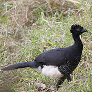 Yellow-knobbed Curassow