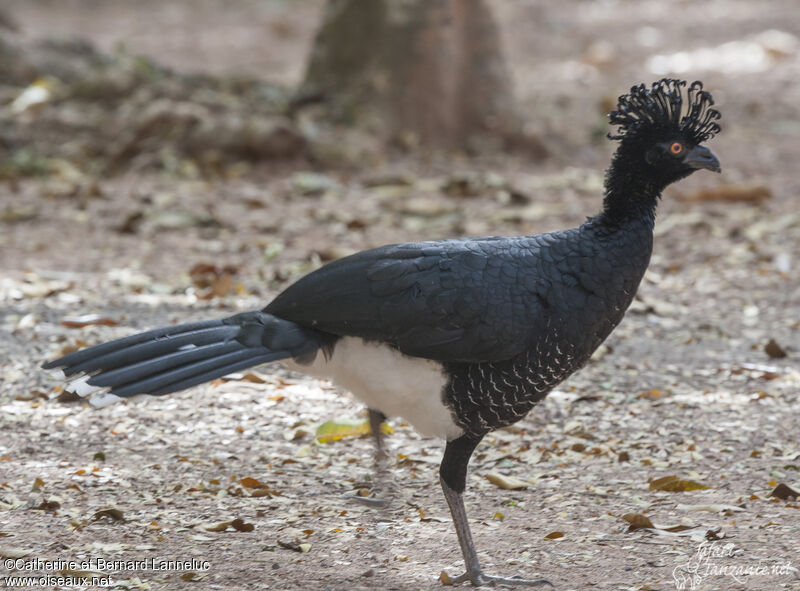 Yellow-knobbed Curassow female adult