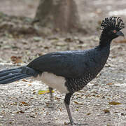 Yellow-knobbed Curassow