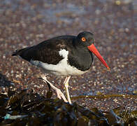 American Oystercatcher