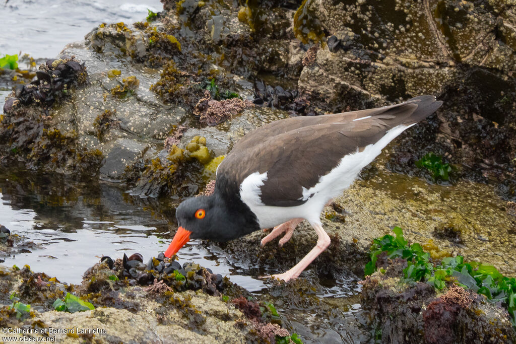 American Oystercatcheradult, Behaviour