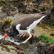 American Oystercatcher