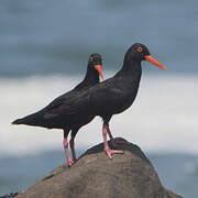 African Oystercatcher