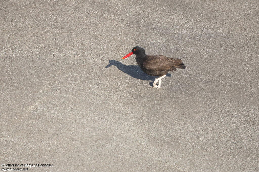 Blackish Oystercatcher