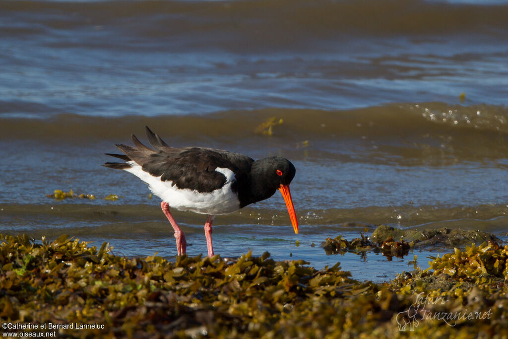 Eurasian Oystercatcheradult, identification