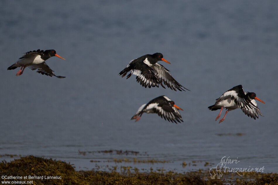 Eurasian Oystercatcheradult, Flight