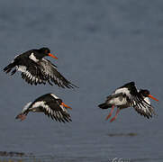 Eurasian Oystercatcher