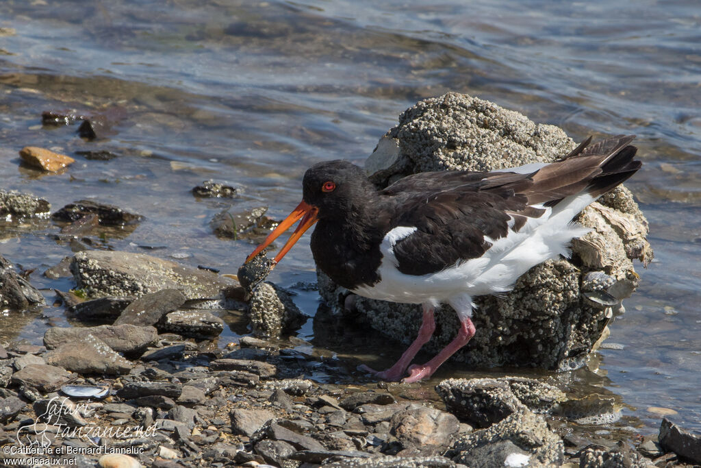 Huîtrier pieadulte, pêche/chasse